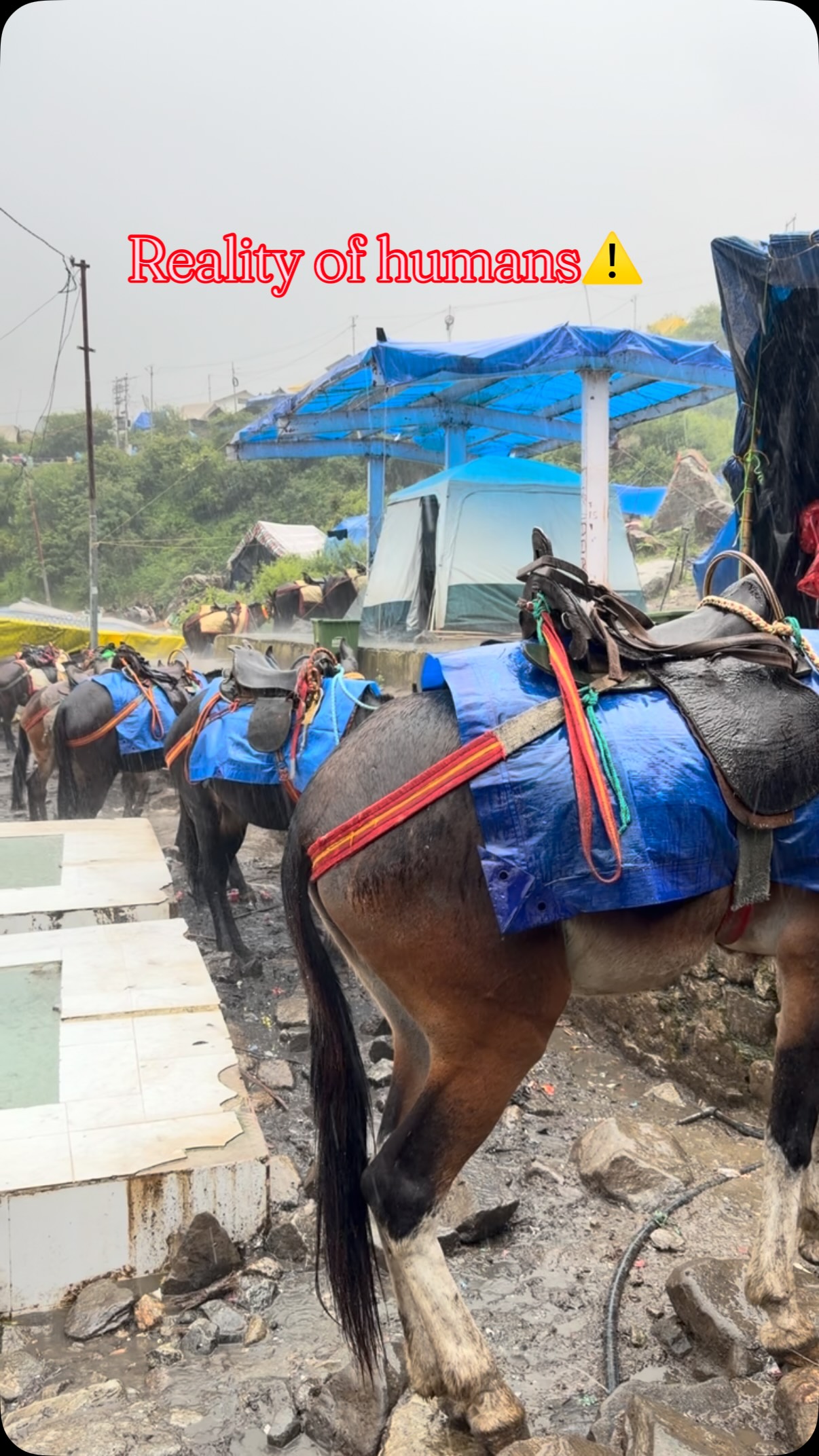Kedarnath reel showing equines in heavy rain points to a recurring working-animal welfare problem